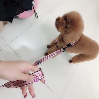 Off-White Dog Collar / Leash