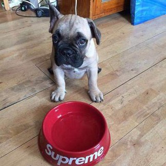 Supreme Dog Bowl (SS11)